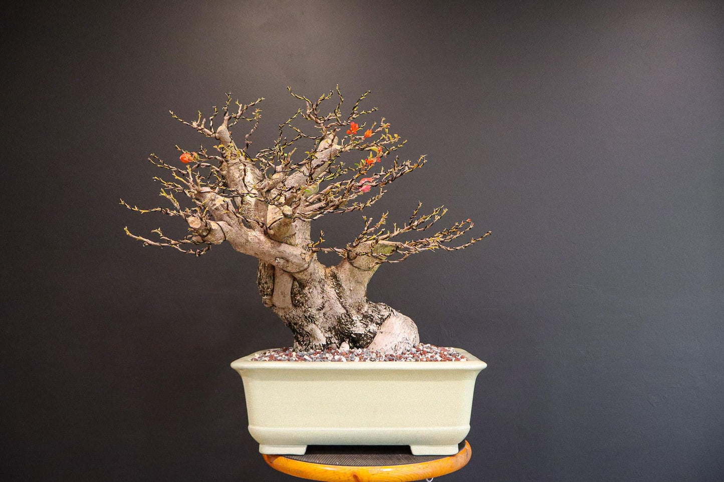 Bercdcf Bougainvillea Teepee Orange Variegated Foliage - View 20 from www redcrocus com