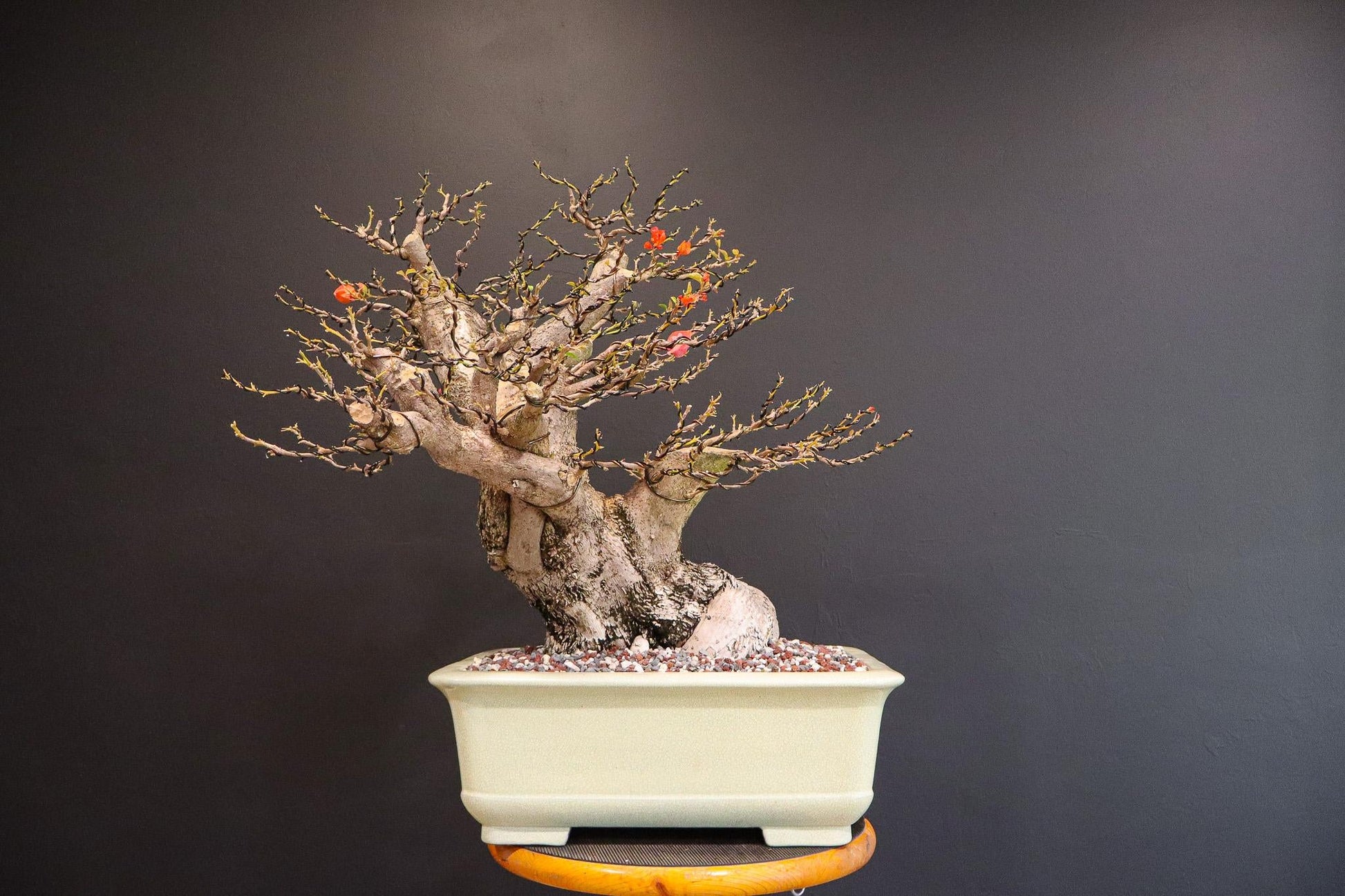 Bercdcf Bougainvillea Teepee Orange Variegated Foliage - View 20 from www redcrocus com