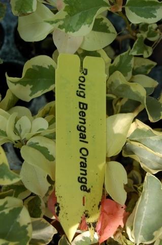 Bercdcf Bougainvillea Teepee Orange Variegated Foliage - View 21 from www redcrocus com