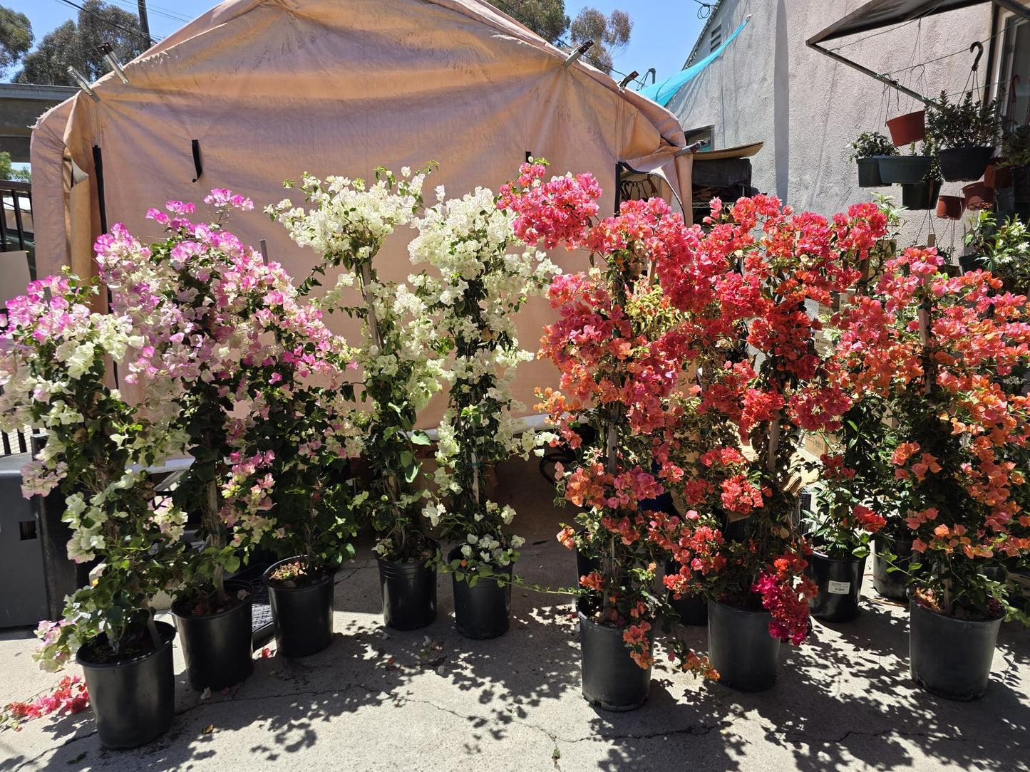 Bercdcf Bougainvillea Teepee Orange Variegated Foliage - View 23 from www redcrocus com