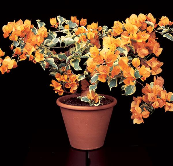 Bercdcf Bougainvillea Teepee Orange Variegated Foliage - View 24 from www redcrocus com