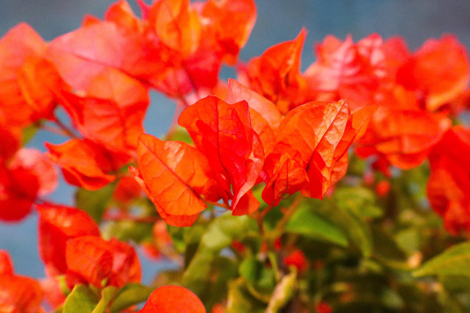 Bercdcf Bougainvillea Teepee Orange Variegated Foliage - View 25 from www redcrocus com