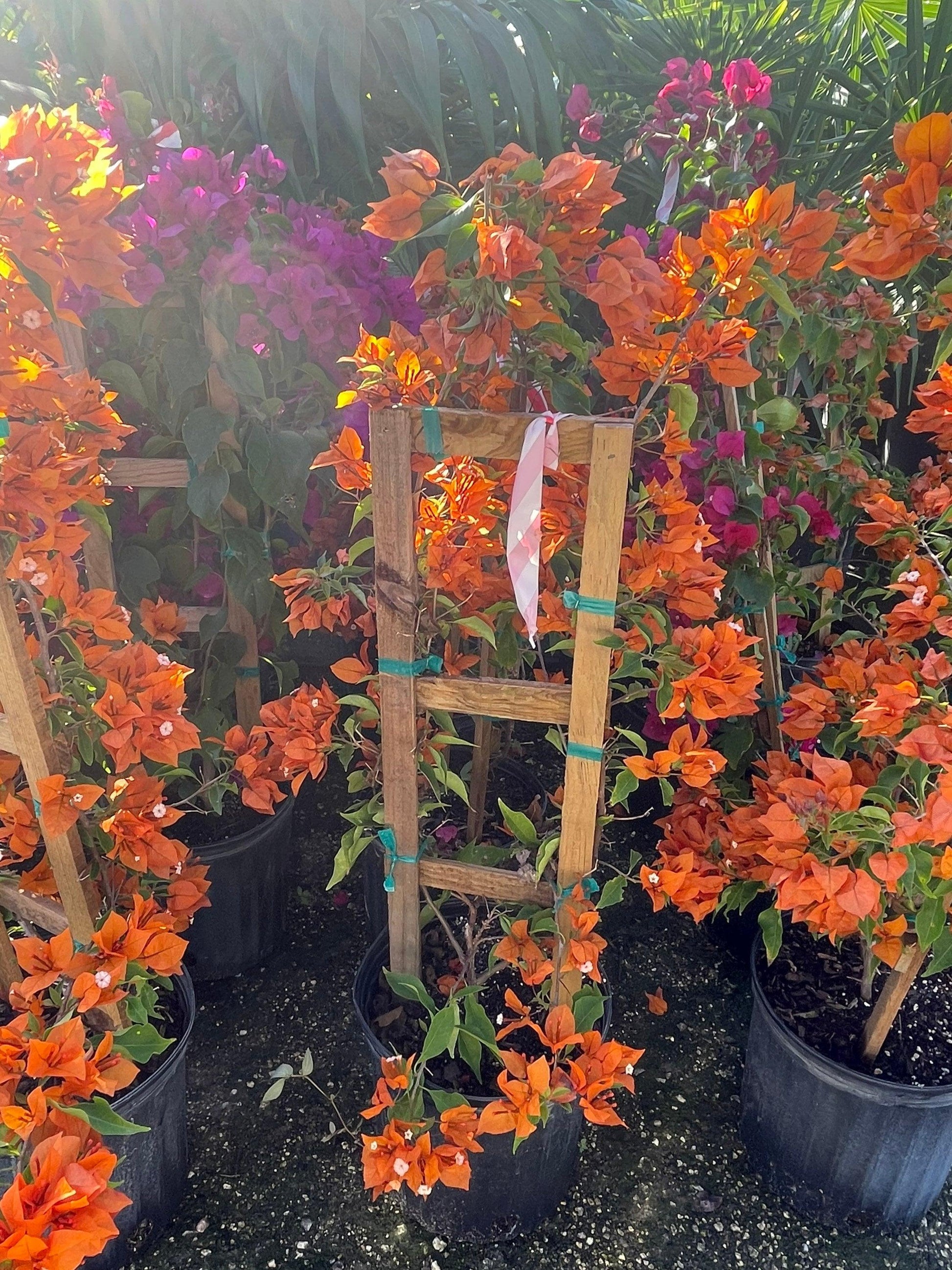 Bercdcf Bougainvillea Teepee Orange Variegated Foliage - View 27 from www redcrocus com