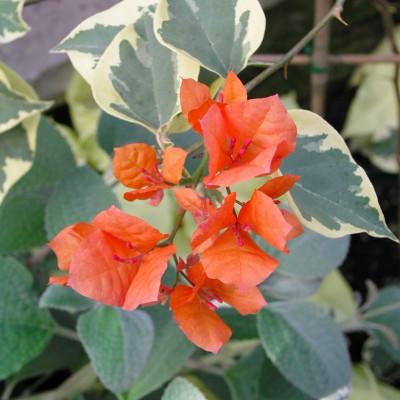 Bercdcf Bougainvillea Teepee Orange Variegated Foliage - View 29 from www redcrocus com