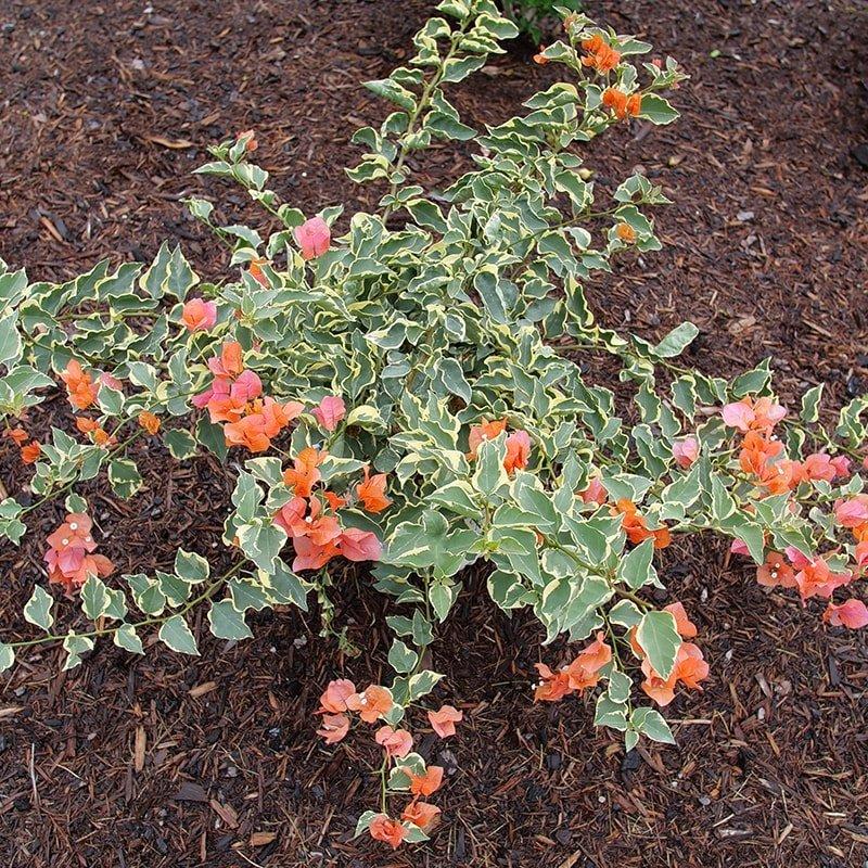 Bercdcf Bougainvillea Teepee Orange Variegated Foliage - View 2 from www redcrocus com