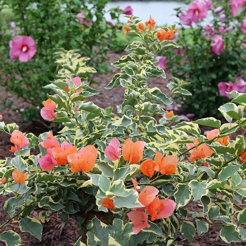 Bercdcf Bougainvillea Teepee Orange Variegated Foliage - View 3 from www redcrocus com