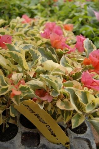 Bercdcf Bougainvillea Teepee Orange Variegated Foliage - View 4 from www redcrocus com