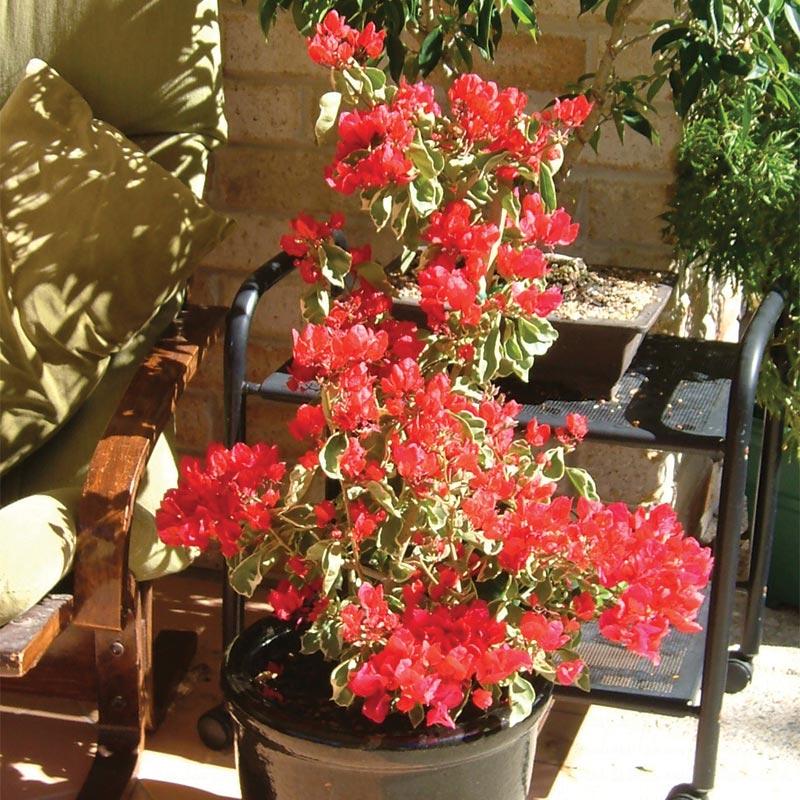 Bercdcf Bougainvillea Teepee Orange Variegated Foliage - View 5 from www redcrocus com
