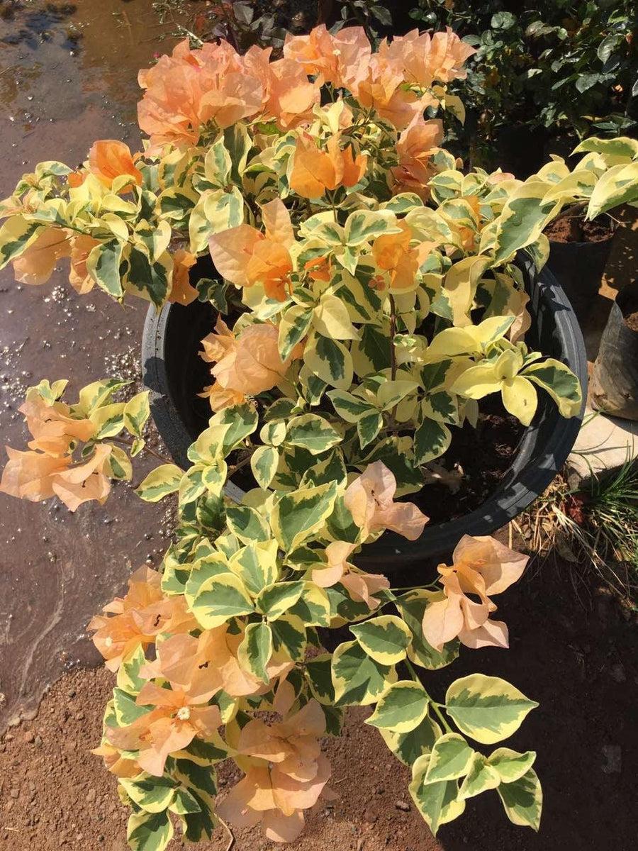 Bercdcf Bougainvillea Teepee Orange Variegated Foliage - View 6 from www redcrocus com