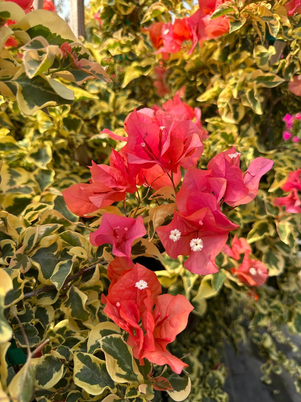 Bercdcf Bougainvillea Teepee Orange Variegated Foliage - View 7 from www redcrocus com