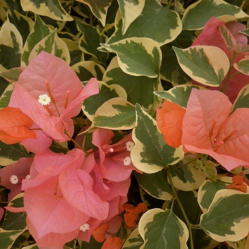 Bercdcf Bougainvillea Teepee Orange Variegated Foliage - View 8 from www redcrocus com