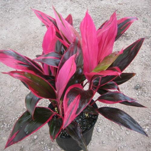 Bercebc Cordyline Fruticosa Picasso Red - View 10 from www redcrocus com
