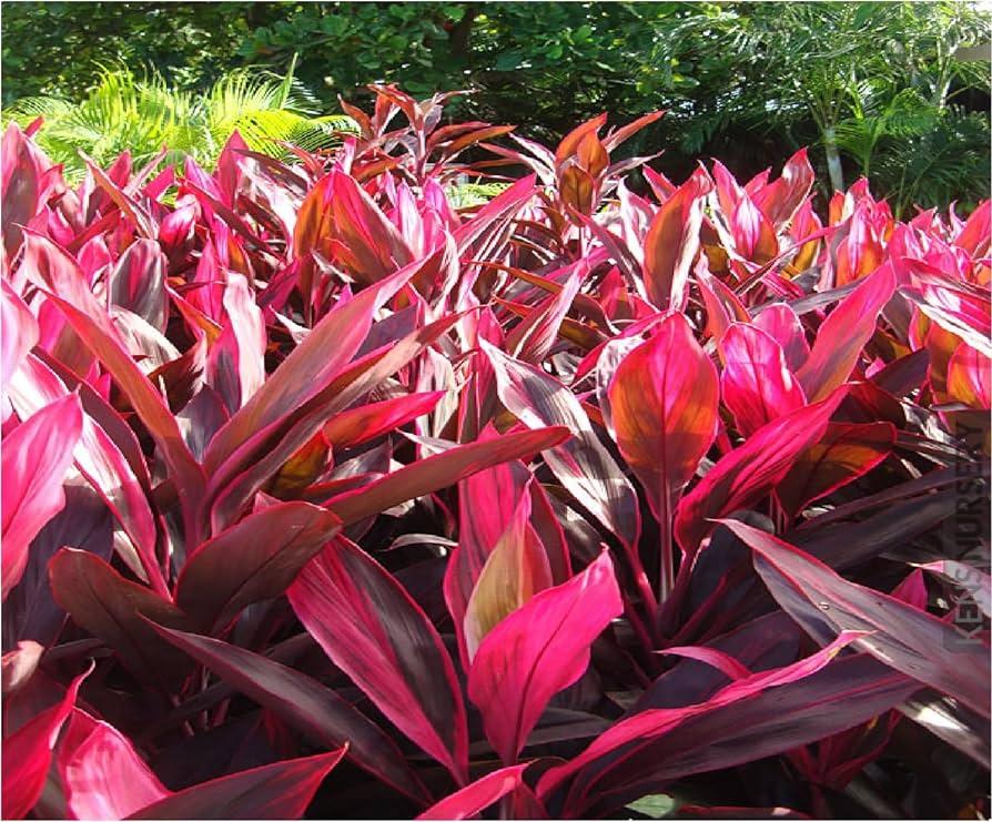 Bercebc Cordyline Fruticosa Picasso Red - View 11 from www redcrocus com