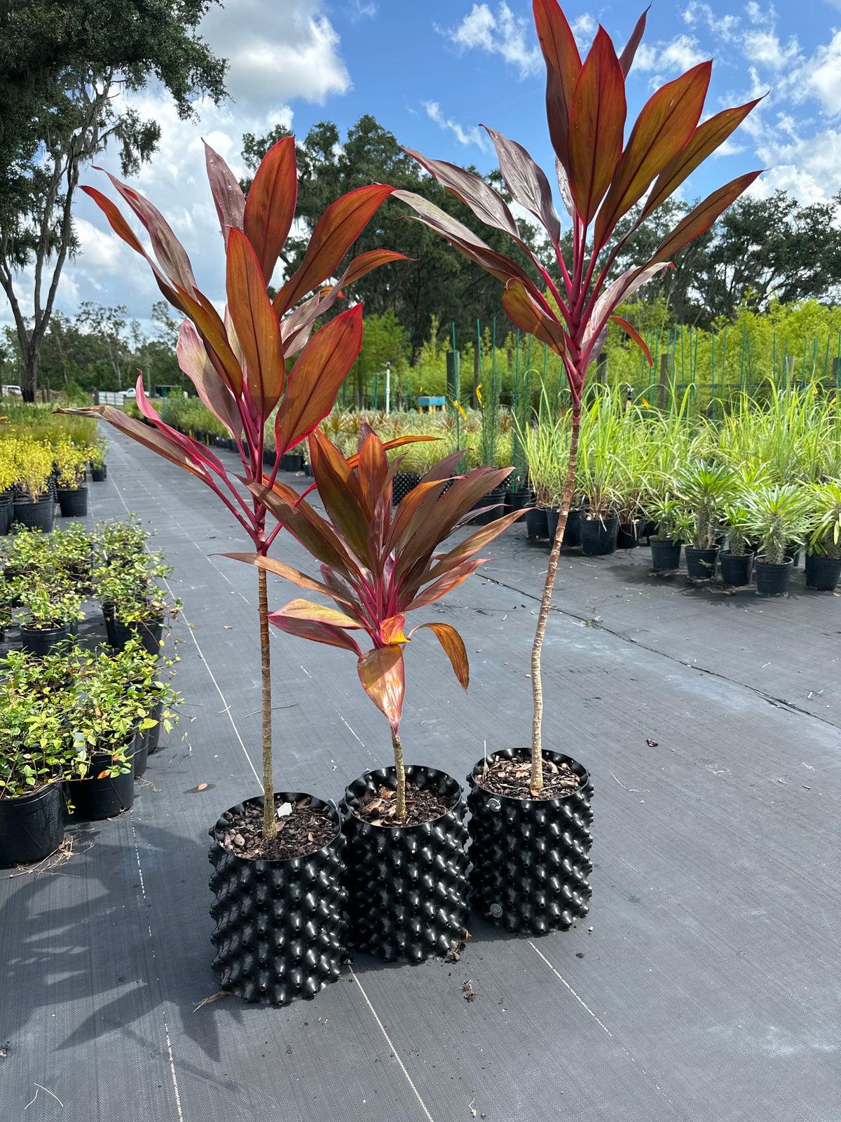 Bercebc Cordyline Fruticosa Picasso Red - View 12 from www redcrocus com