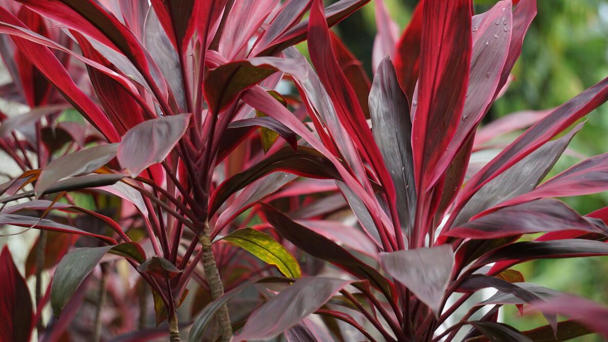 Bercebc Cordyline Fruticosa Picasso Red - View 13 from www redcrocus com