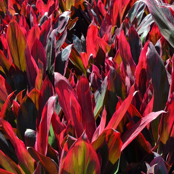 Bercebc Cordyline Fruticosa Picasso Red - View 14 from www redcrocus com