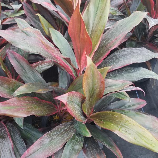 Bercebc Cordyline Fruticosa Picasso Red - View 15 from www redcrocus com