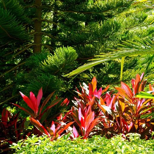 Bercebc Cordyline Fruticosa Picasso Red - View 16 from www redcrocus com