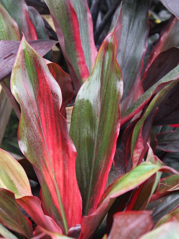 Bercebc Cordyline Fruticosa Picasso Red - View 1 from www redcrocus com