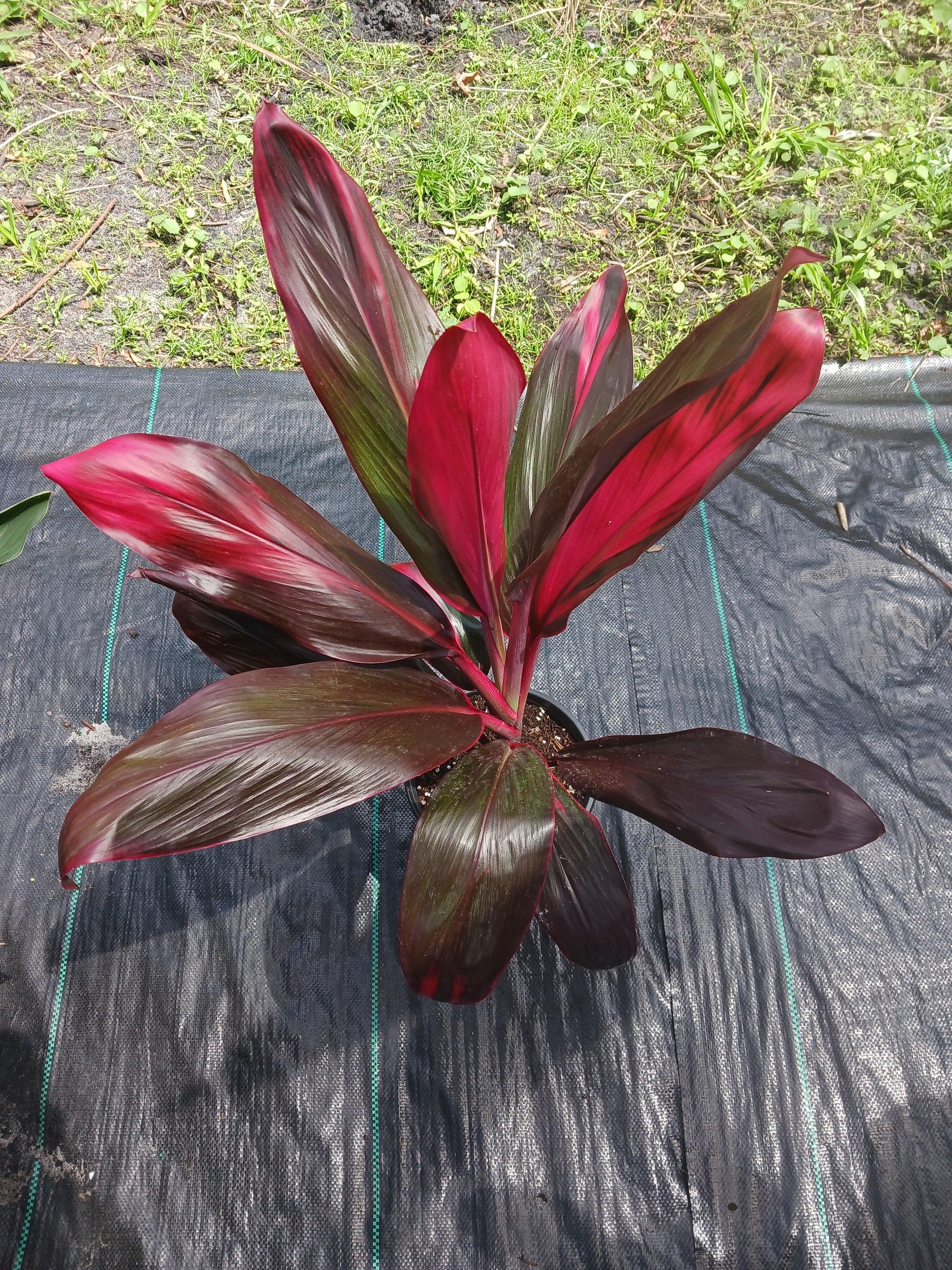 Bercebc Cordyline Fruticosa Picasso Red - View 20 from www redcrocus com