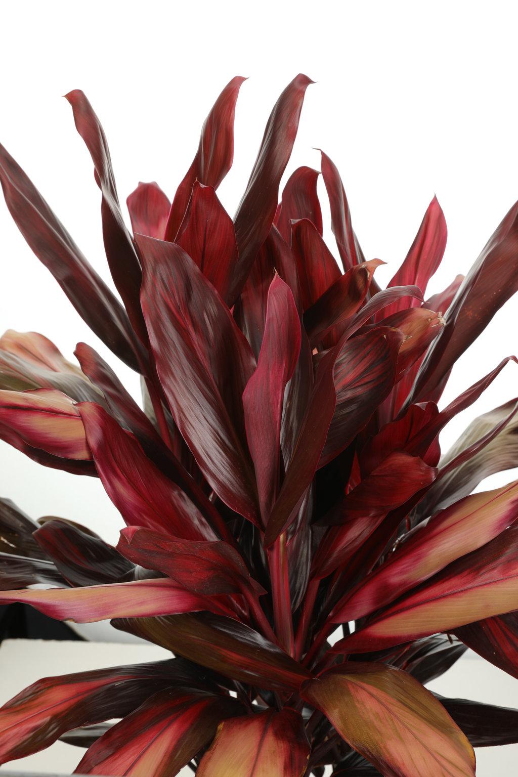 Bercebc Cordyline Fruticosa Picasso Red - View 21 from www redcrocus com
