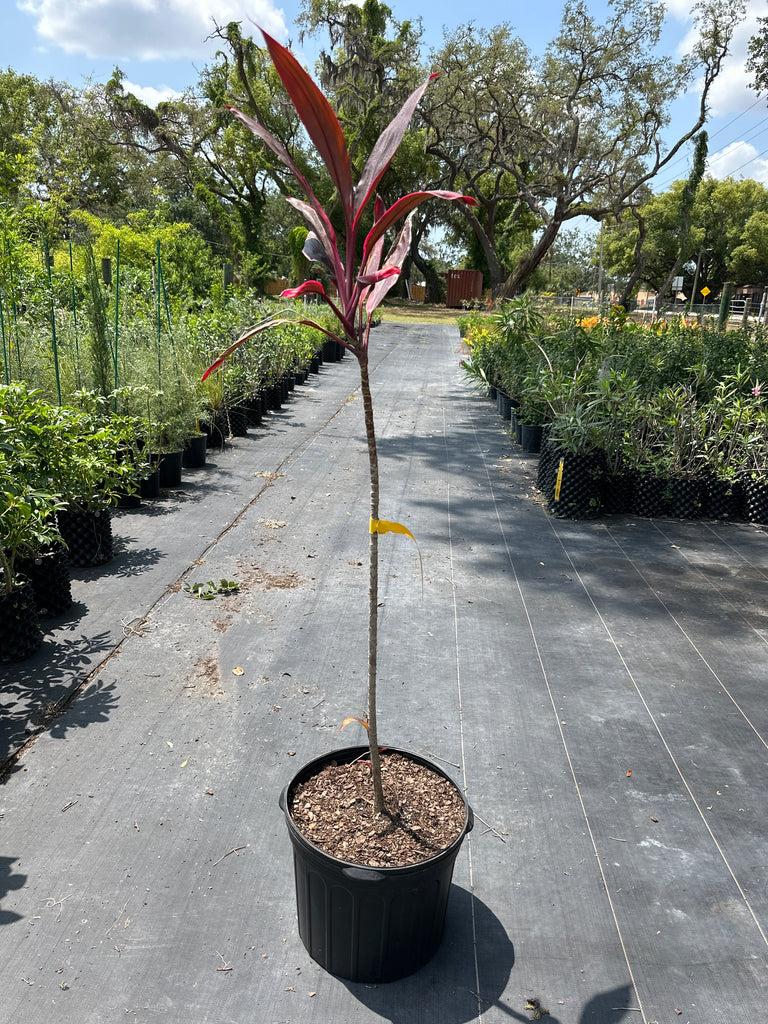 Bercebc Cordyline Fruticosa Picasso Red - View 23 from www redcrocus com