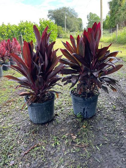 Bercebc Cordyline Fruticosa Picasso Red - View 25 from www redcrocus com