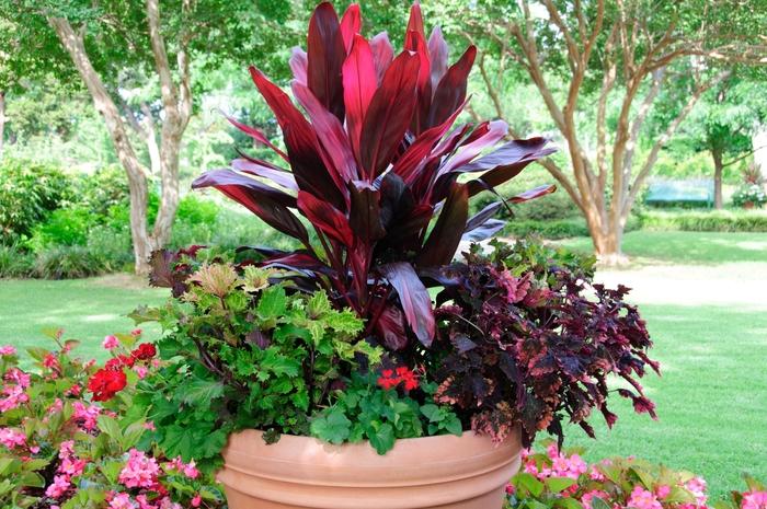Bercebc Cordyline Fruticosa Picasso Red - View 28 from www redcrocus com