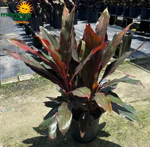 Bercebc Cordyline Fruticosa Picasso Red - View 2 from www redcrocus com