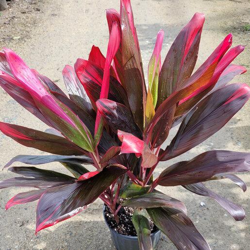 Bercebc Cordyline Fruticosa Picasso Red - View 30 from www redcrocus com