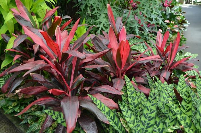 Bercebc Cordyline Fruticosa Picasso Red - View 31 from www redcrocus com