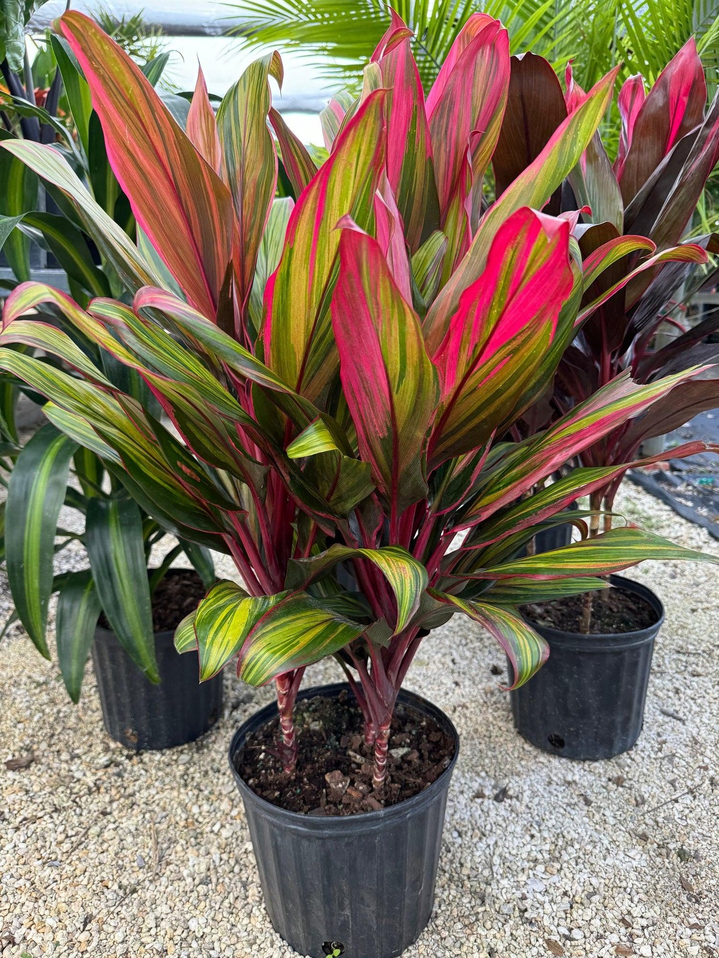 Bercebc Cordyline Fruticosa Picasso Red - View 33 from www redcrocus com
