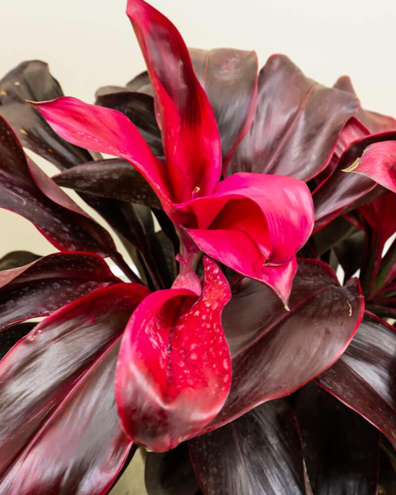 Bercebc Cordyline Fruticosa Picasso Red - View 37 from www redcrocus com