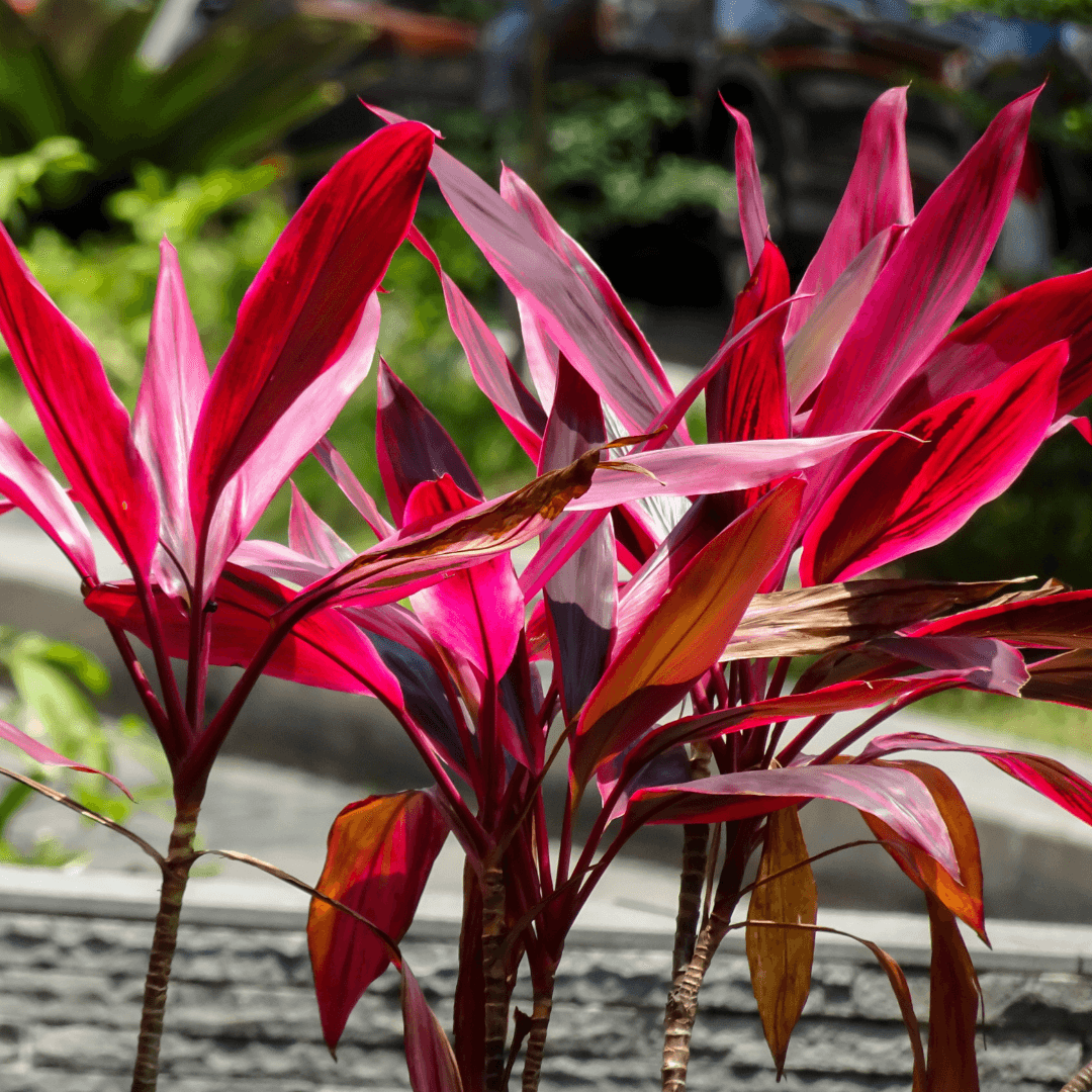 Bercebc Cordyline Fruticosa Picasso Red - View 3 from www redcrocus com