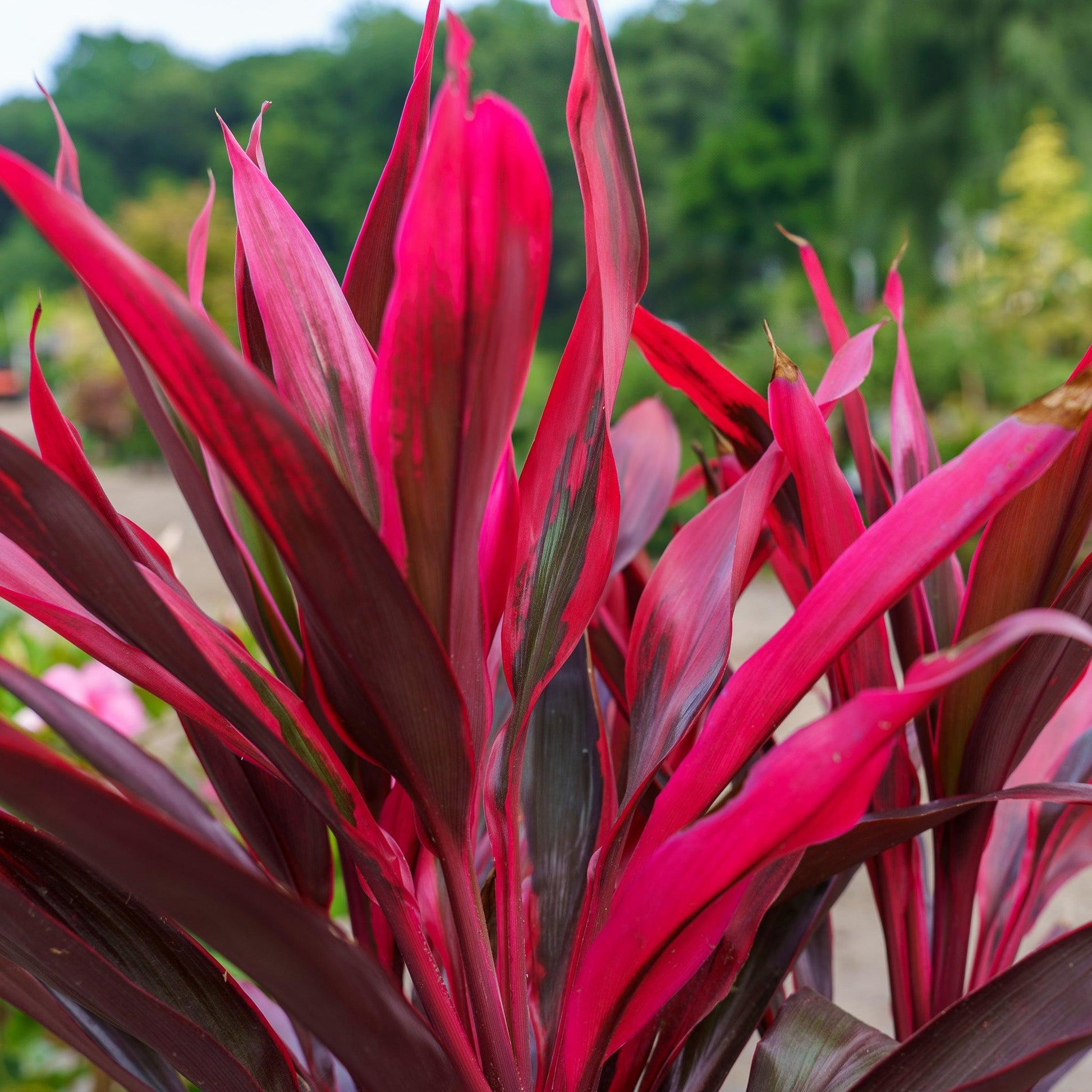 Bercebc Cordyline Fruticosa Picasso Red - View 6 from www redcrocus com