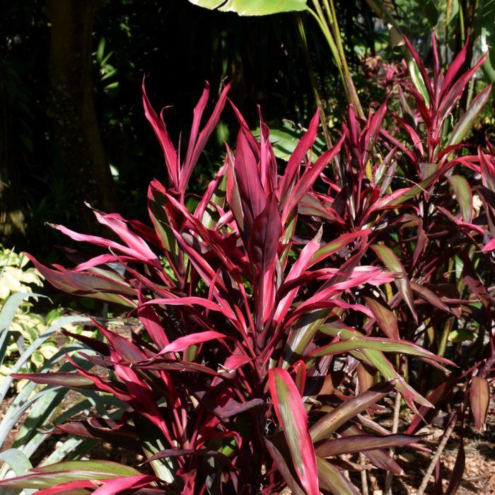 Bercebc Cordyline Fruticosa Picasso Red - View 7 from www redcrocus com