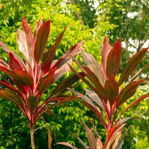 Bercebc Cordyline Fruticosa Picasso Red - View 8 from www redcrocus com