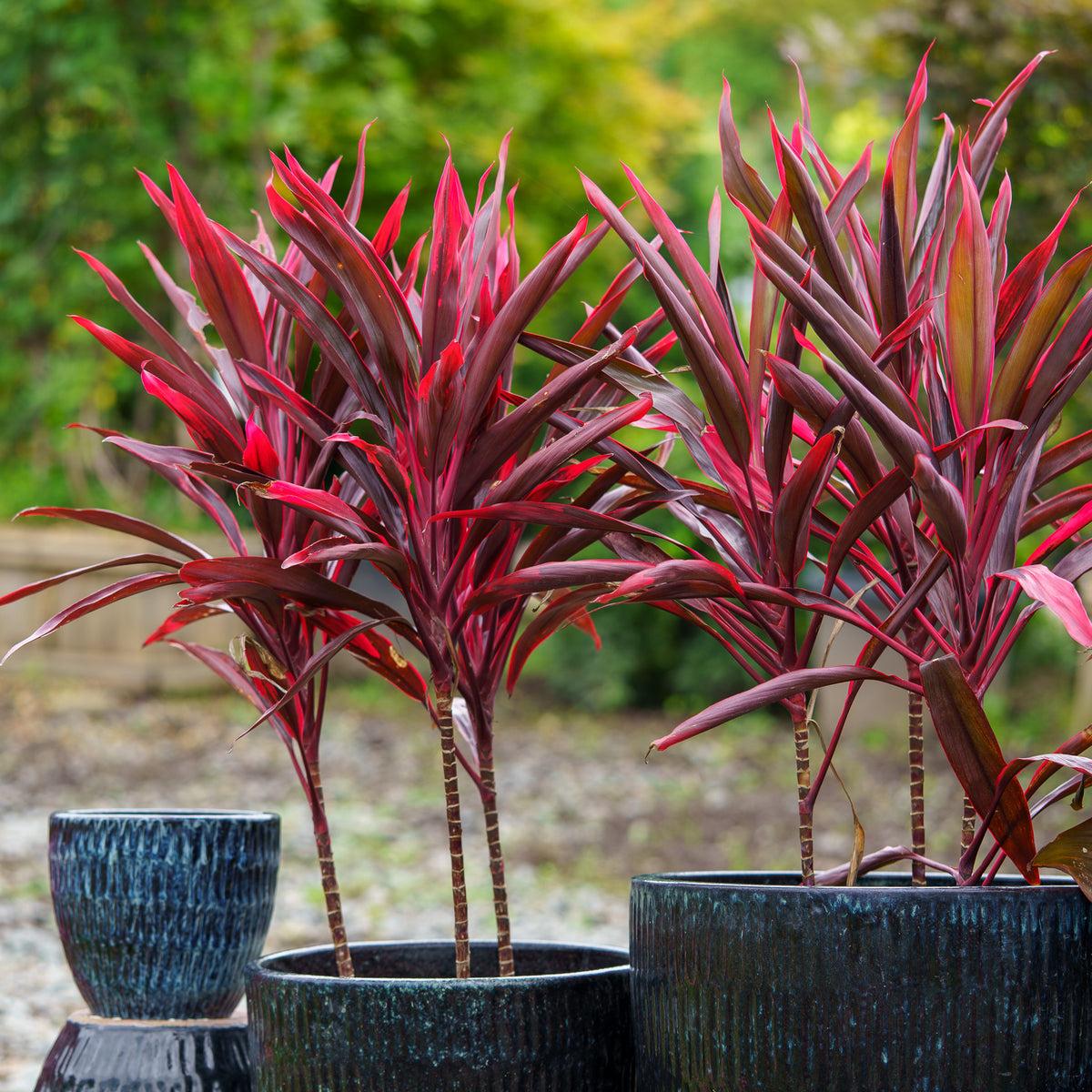 Bercebc Cordyline Fruticosa Picasso Red - View 9 from www redcrocus com