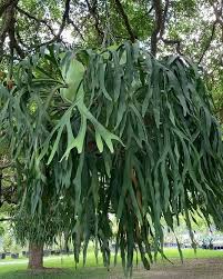 RedCrocus Fern-Staghorn Dutch Indoor & Patio Plant - Low Maintenance Foliage for Shade Gardens, Pet Safe, Attractive Pollinator Habitat  6"