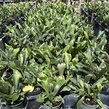RedCrocus Fern-Staghorn Dutch Indoor & Patio Plant - Low Maintenance Foliage for Shade Gardens, Pet Safe, Attractive Pollinator Habitat  6"