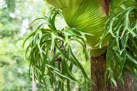RedCrocus Fern-Staghorn Dutch Indoor & Patio Plant - Low Maintenance Foliage for Shade Gardens, Pet Safe, Attractive Pollinator Habitat  6"