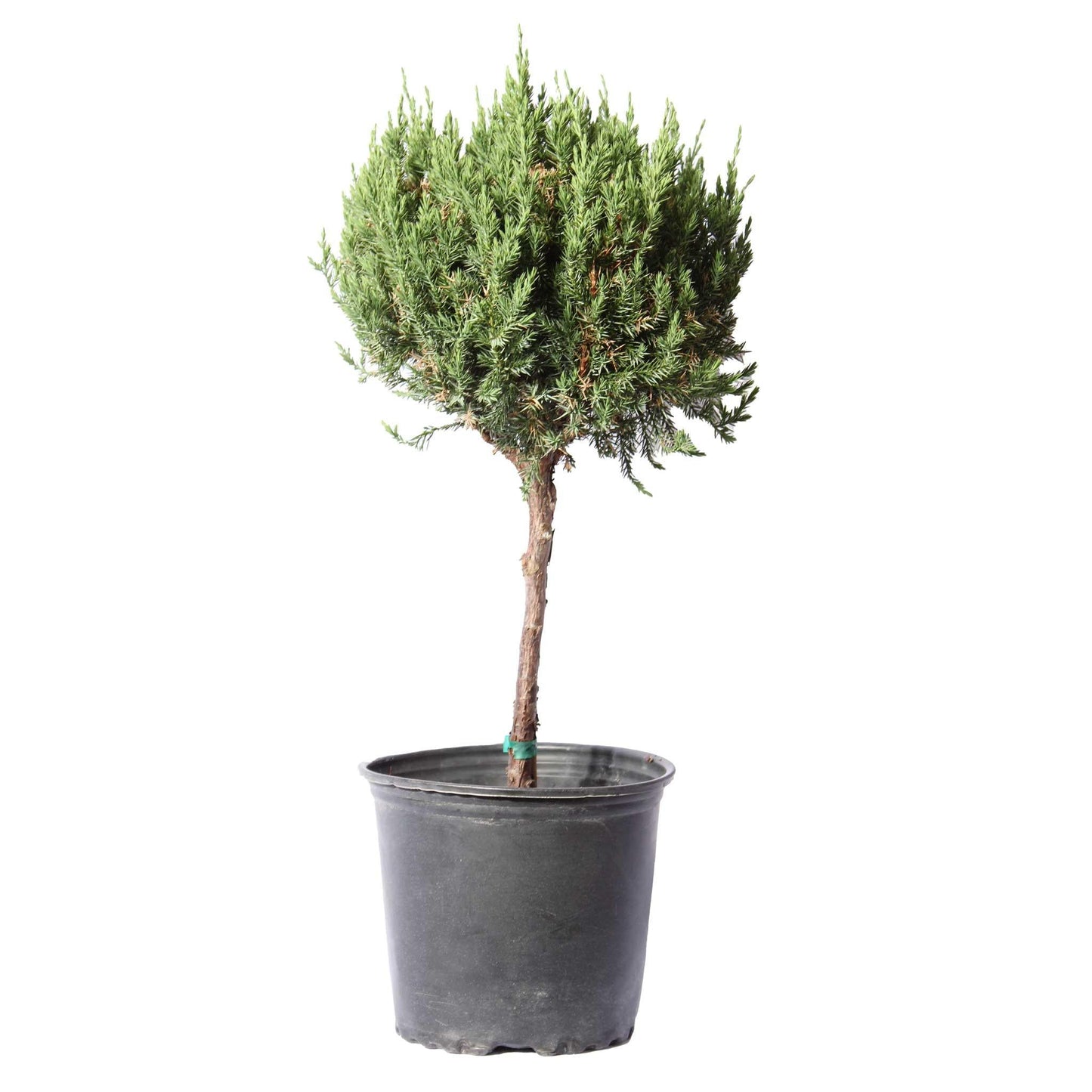 Juniperus Blue Point Topiary Ball Topiary - View 10 from www redcrocus com