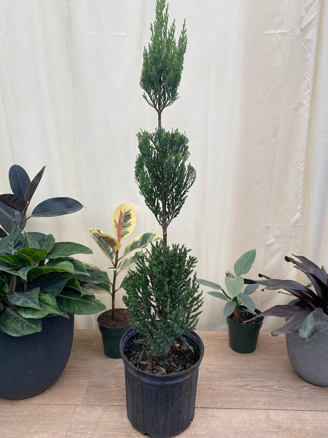 Juniperus Blue Point Topiary Ball Topiary - View 11 from www redcrocus com