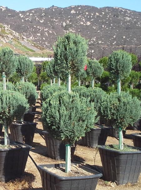 Juniperus Blue Point Topiary Ball Topiary - View 13 from www redcrocus com