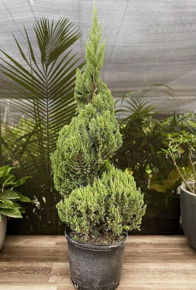 Juniperus Blue Point Topiary Ball Topiary - View 14 from www redcrocus com