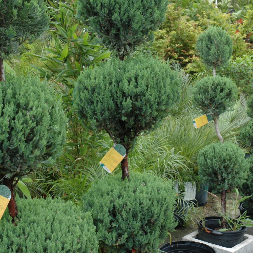 Juniperus Blue Point Topiary Ball Topiary - View 15 from www redcrocus com