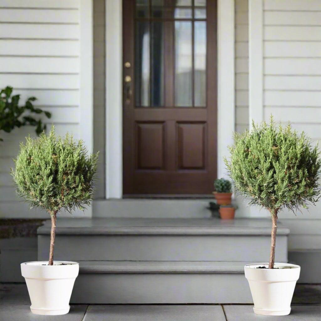 Juniperus Blue Point Topiary Ball Topiary - View 24 from www redcrocus com