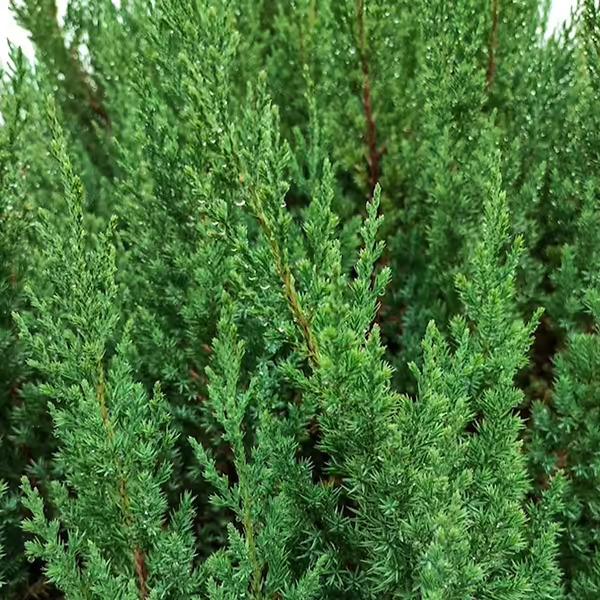 Juniperus Blue Point Topiary Ball Topiary - View 26 from www redcrocus com