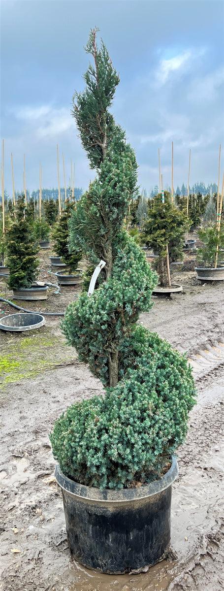 Juniperus Blue Point Topiary Ball Topiary - View 27 from www redcrocus com