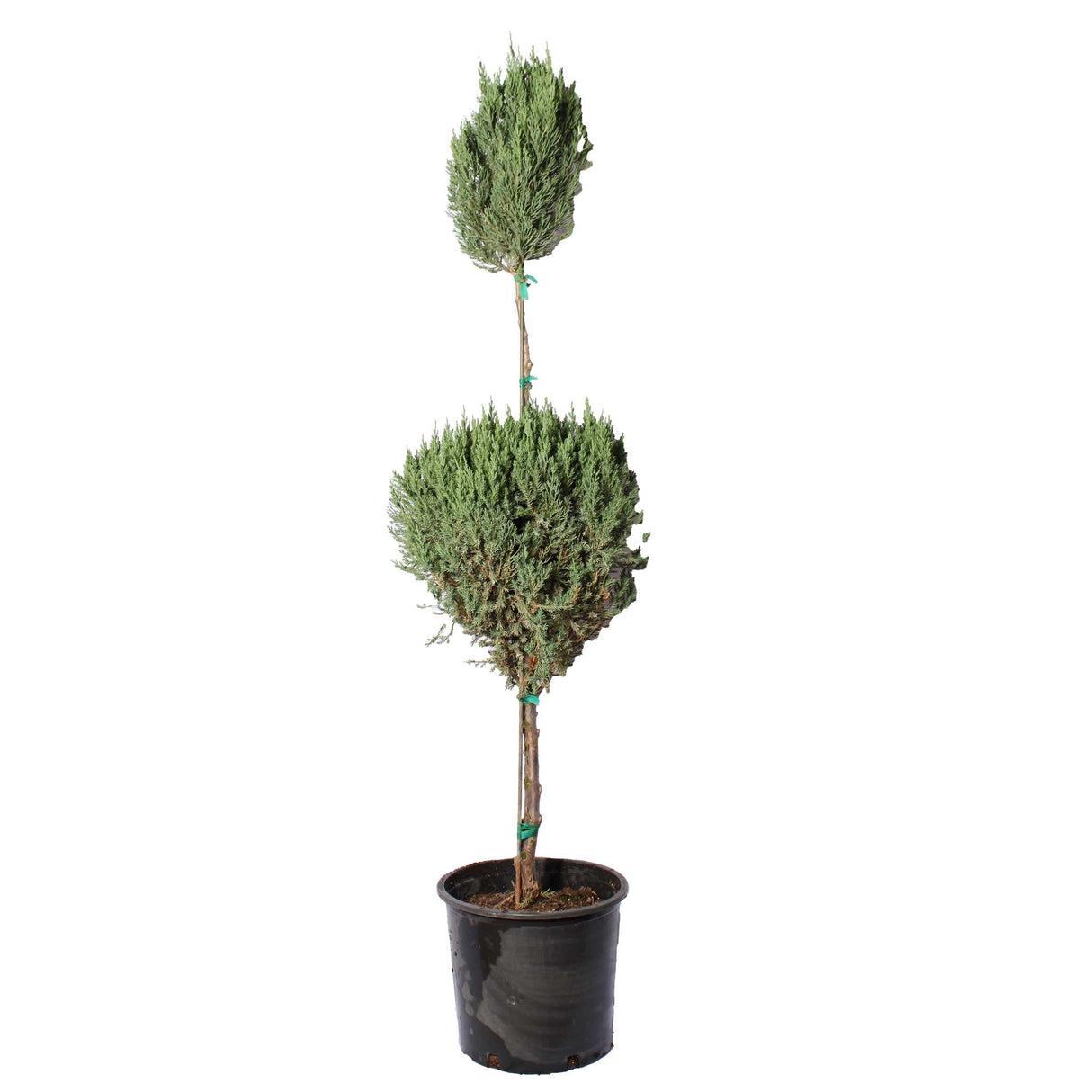 Juniperus Blue Point Topiary Ball Topiary - View 7 from www redcrocus com